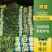 精品红叶莴笋山东临沂产地直供1.5~2斤欢迎来电洽谈合作