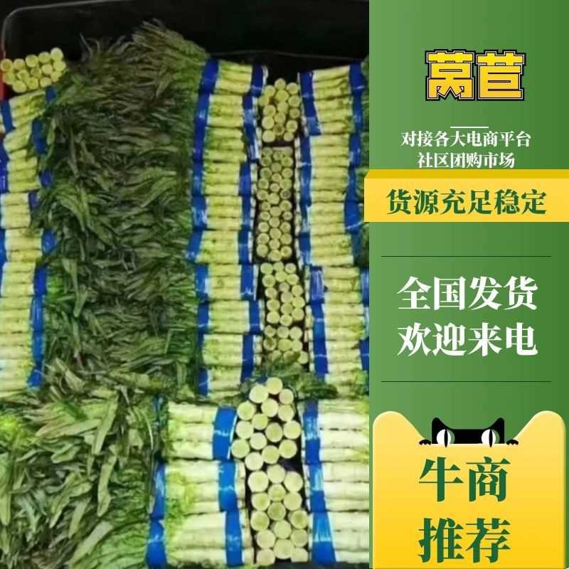 精品红叶莴笋山东临沂产地直供1.5~2斤欢迎来电洽谈合作