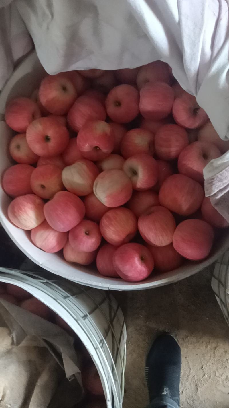 绥中寒富苹果上市了
