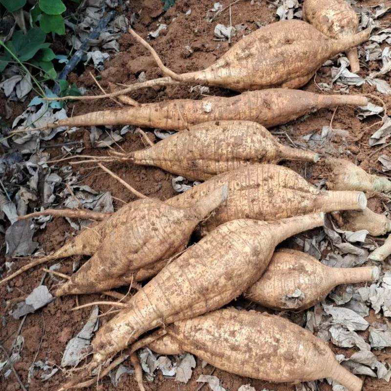 中药材粉葛广西桂林粉葛货源充足量大从优质量保证欢迎咨询