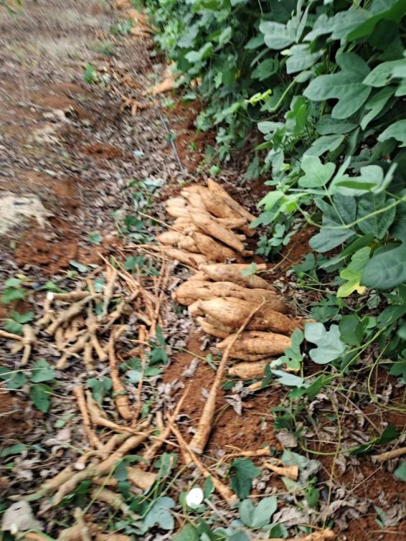 中药材粉葛广西桂林粉葛货源充足量大从优质量保证欢迎咨询