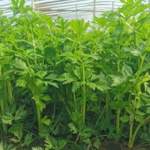 精品芹菜，产地直供，货源充足，欢迎采购。