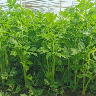 精品芹菜，产地直供，货源充足，欢迎采购。