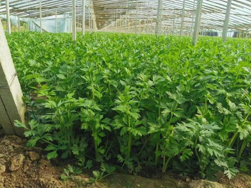 精品芹菜，产地直供，货源充足，欢迎采购。