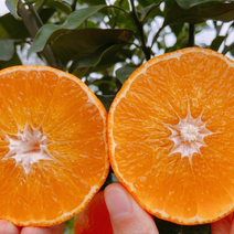 【精选】爱媛橙果冻橙纯甜化渣规格齐全全国发货价格可详谈
