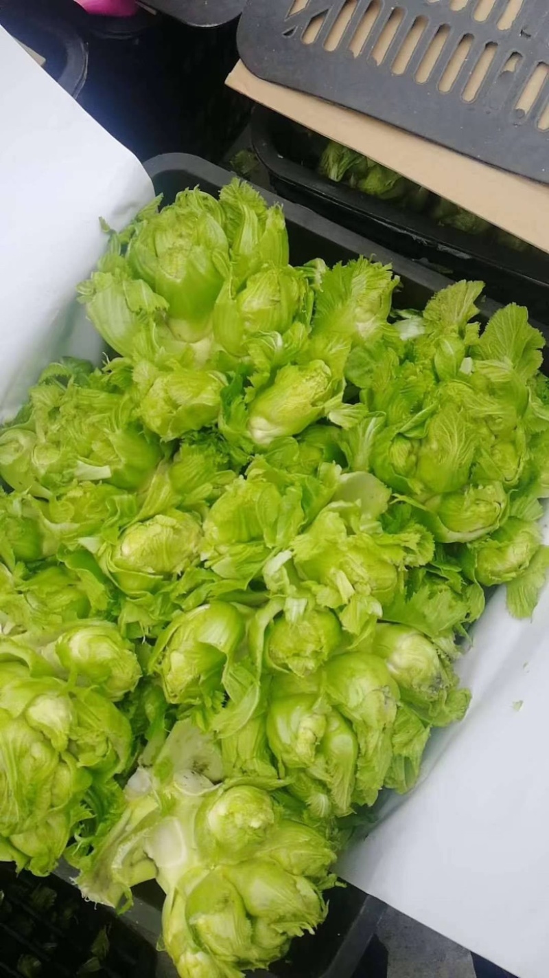 【产地直供】儿菜，多籽菜，对接电商平台，各大市场