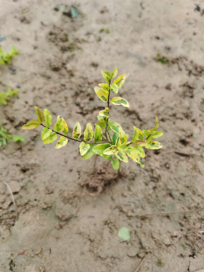 亮晶女贞芽苗扦插苗床苗平面高度10-20公分