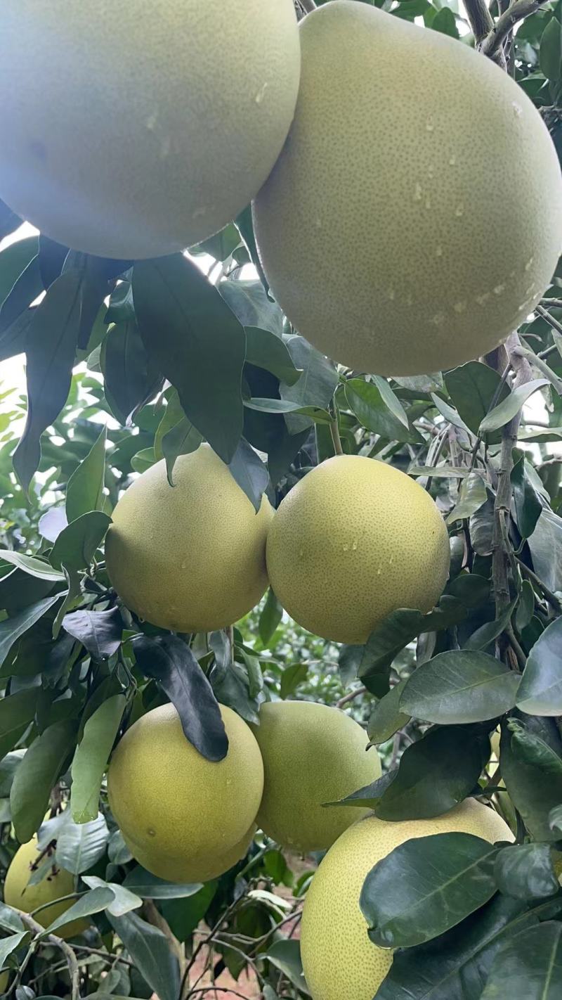 【红心柚】湖北宜昌沙地红心蜜柚甜度高水分足皮薄精选