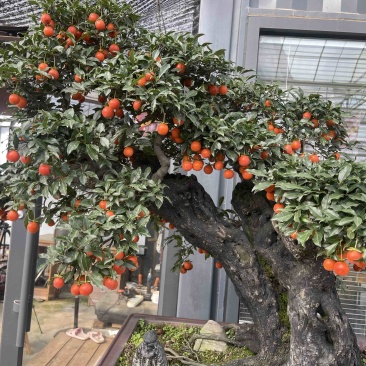 金弹子种子鸡血老鸦柿种型种子珍贵盆栽植物树种子包邮