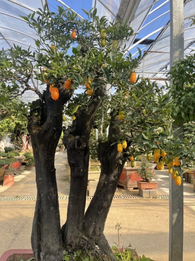 金弹子种子鸡血老鸦柿种型种子珍贵盆栽植物树种子包邮