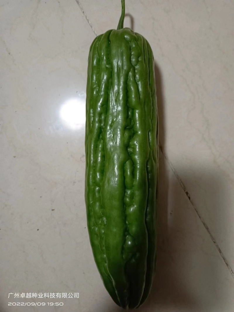 广东徐闻苦瓜，精品苦瓜品质好可整车发货