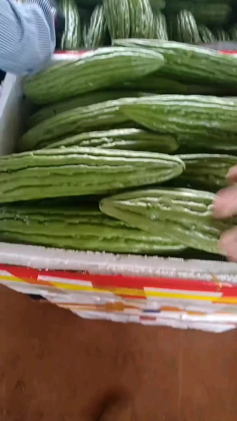 广东徐闻苦瓜，精品苦瓜品质好可整车发货