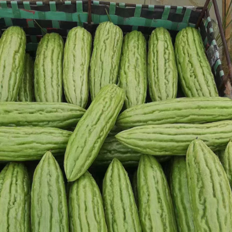 广东徐闻苦瓜，精品苦瓜品质好可整车发货