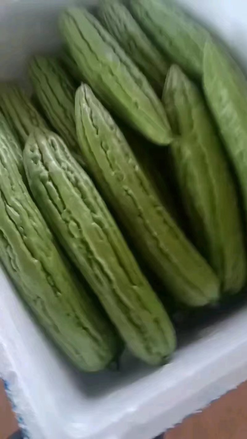 广东徐闻苦瓜，精品苦瓜品质好可整车发货