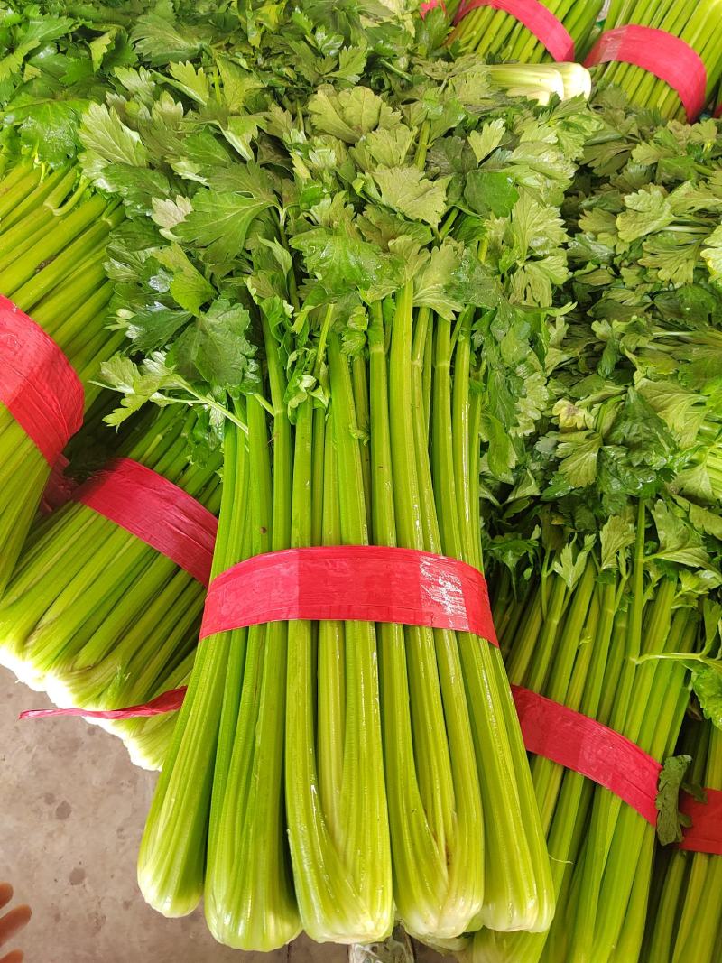 河北邯郸芹菜，产地直销，货源充足，质量保证，可供商超