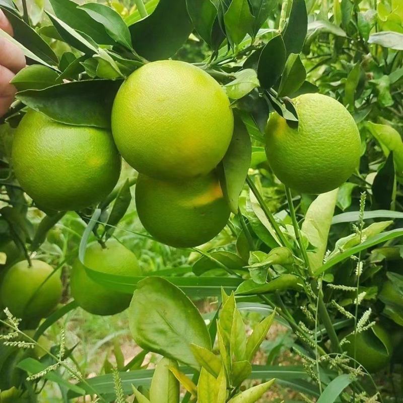 云南冰糖橙