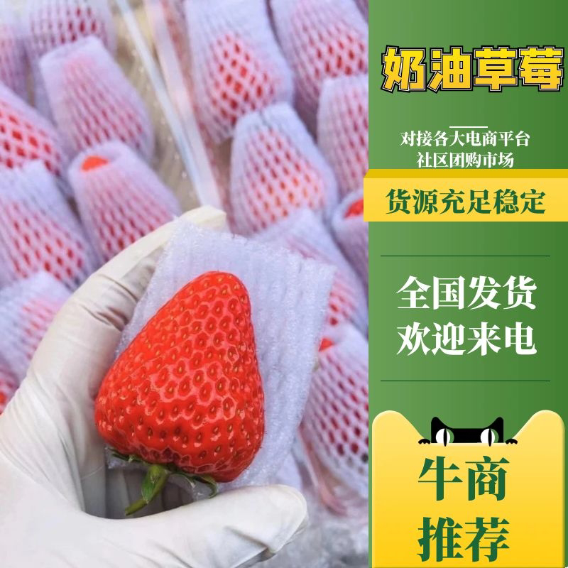 奶油草莓/江苏草莓对接电商/档口/商超/物美价廉，香甜