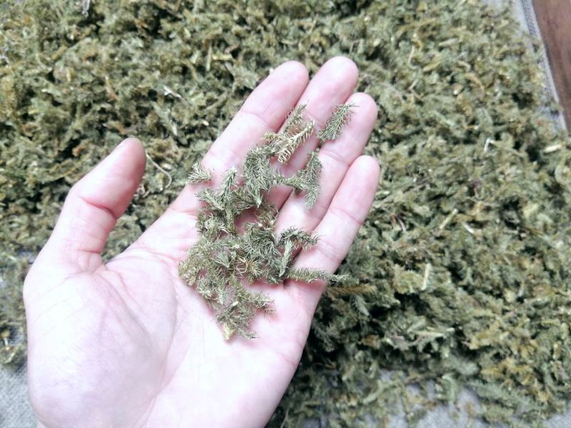 伸筋草饮片零售、批发长1-1.5cm，色青足干