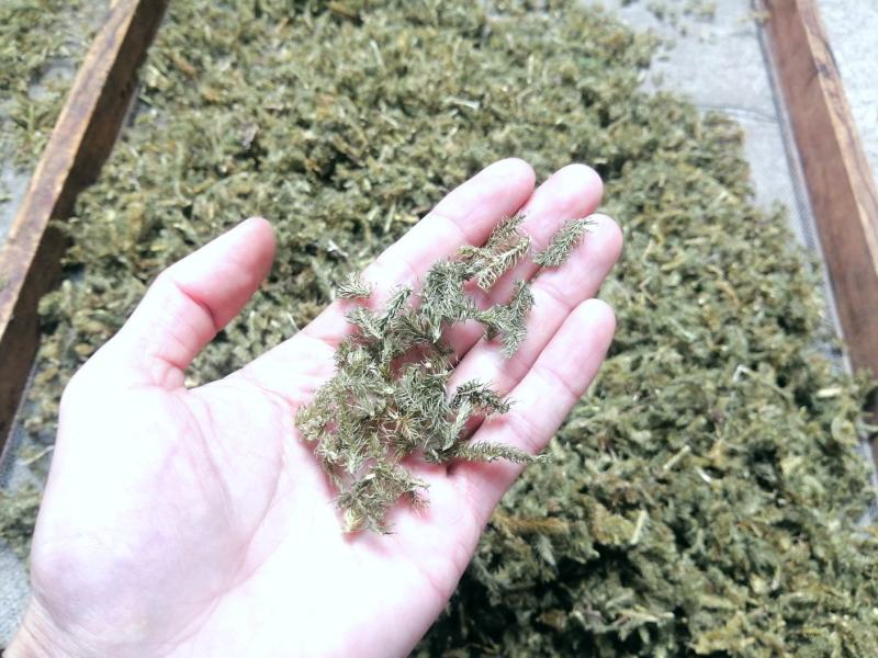 伸筋草饮片零售、批发长1-1.5cm，色青足干