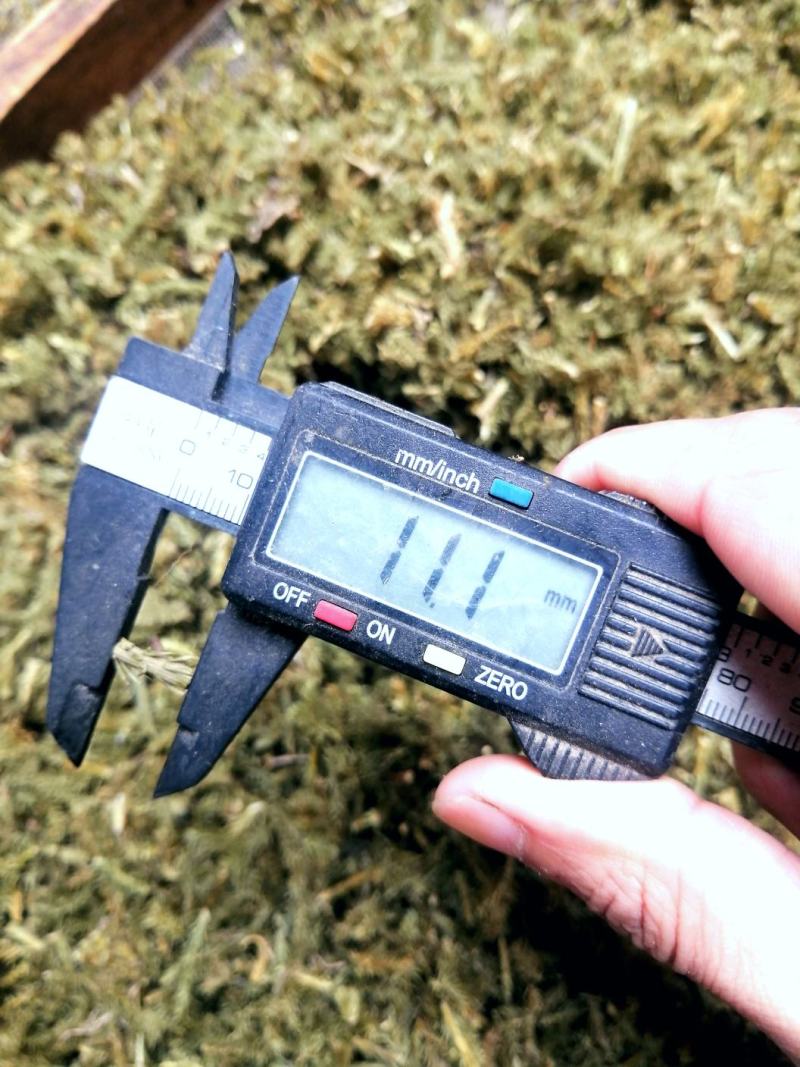 伸筋草饮片零售、批发长1-1.5cm，色青足干