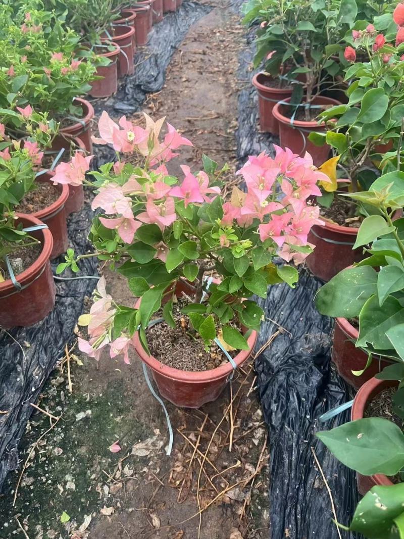 自家基地，有各种规格，品种的小苗袋和盆景苗，基地直发。