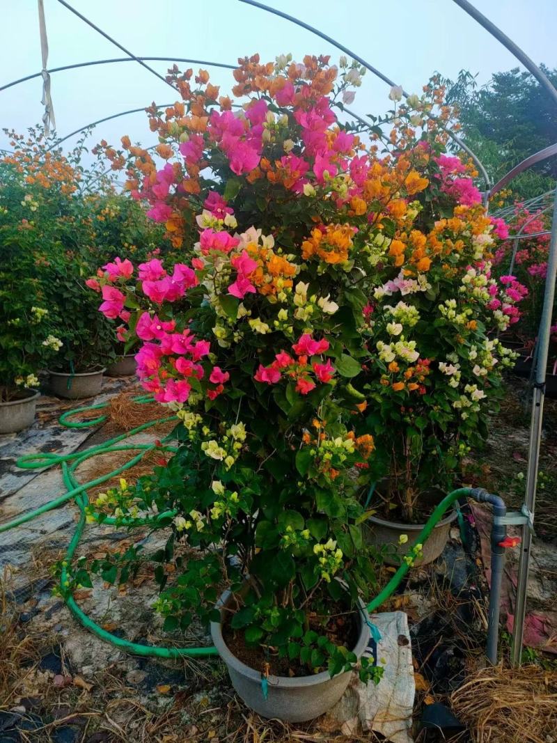 自家基地，有各种规格，品种的小苗袋和盆景苗，基地直发。