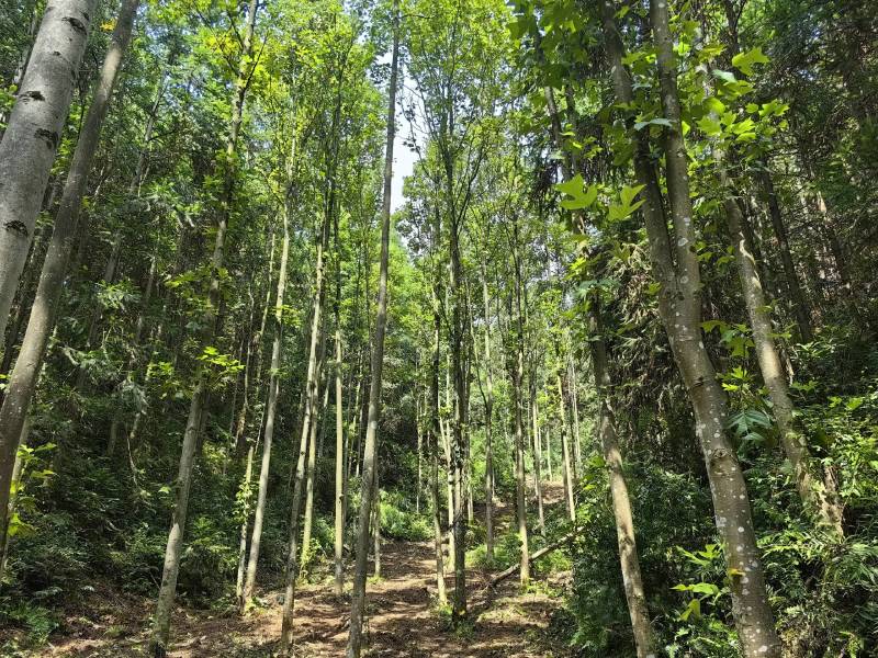 贵州羊肚菌野生菌菇供应中一手货源品质保证诚信经营