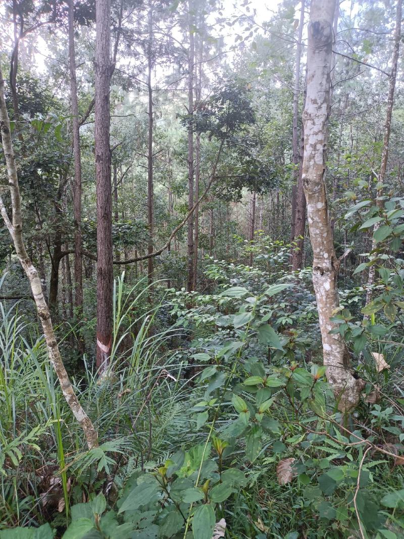海南，加勒比松，马占
