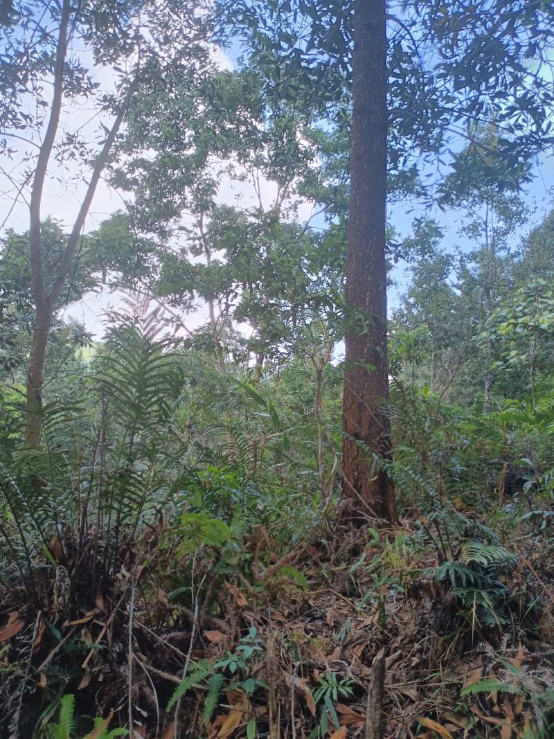 海南，加勒比松，马占