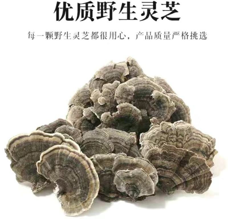 云灵芝道地中药材长白山云芝干云芝干净无杂泡水炖汤