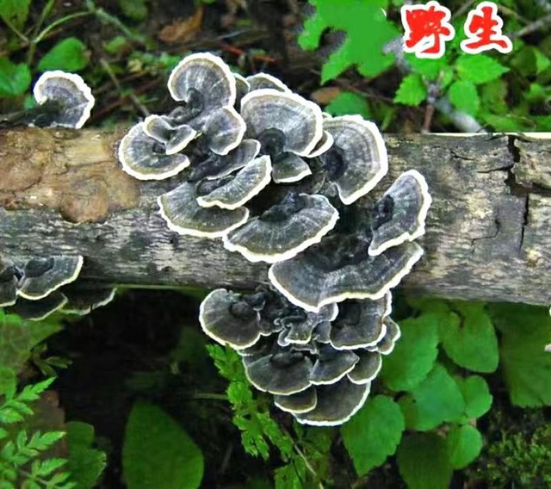 云灵芝道地中药材长白山云芝干云芝干净无杂泡水炖汤