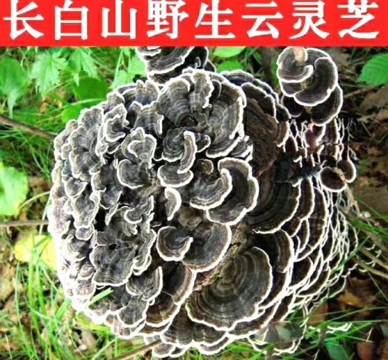 云灵芝道地中药材长白山云芝干云芝干净无杂泡水炖汤