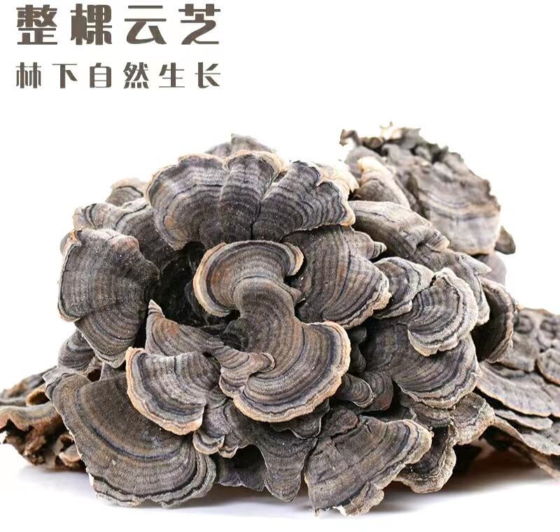 云灵芝道地中药材长白山云芝干云芝干净无杂泡水炖汤