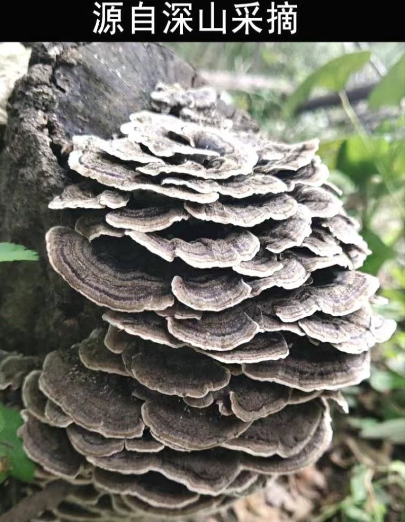 云灵芝道地中药材长白山云芝干云芝干净无杂泡水炖汤