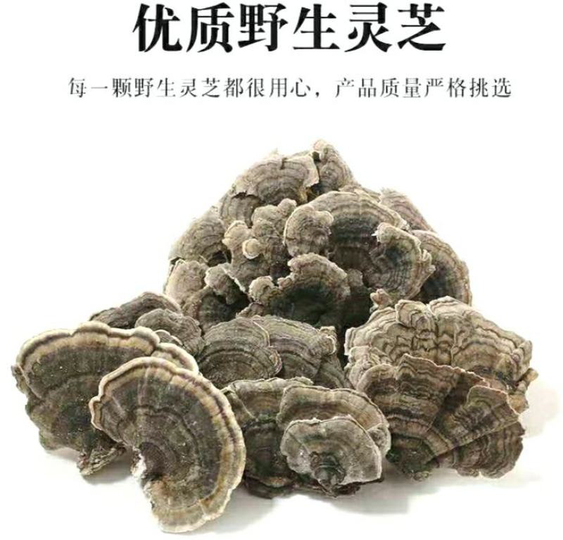 云灵芝中药材长白山云芝干云芝干净无杂泡水炖汤包邮