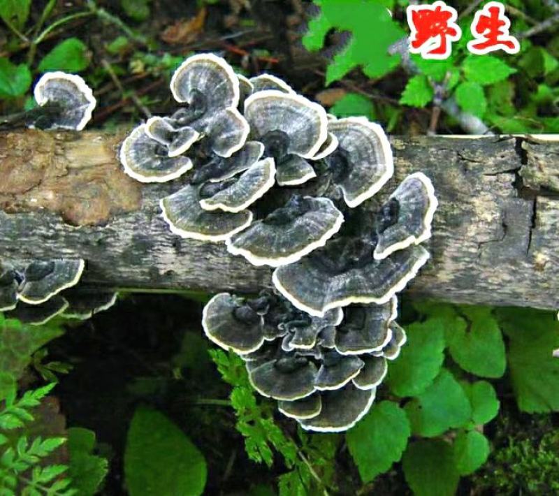 云灵芝中药材长白山云芝干云芝干净无杂泡水炖汤包邮