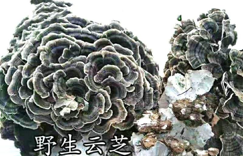 云灵芝中药材长白山云芝干云芝干净无杂泡水炖汤包邮