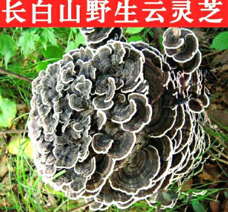 云灵芝中药材长白山云芝干云芝干净无杂泡水炖汤包邮