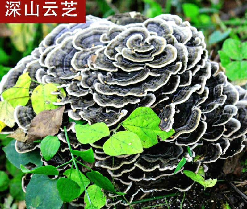 云灵芝中药材长白山云芝干云芝干净无杂泡水炖汤包邮
