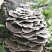 云灵芝中药材长白山云芝干云芝干净无杂泡水炖汤包邮