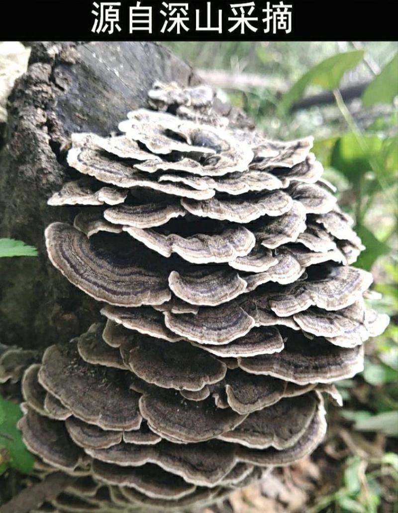云灵芝中药材长白山云芝干云芝干净无杂泡水炖汤包邮
