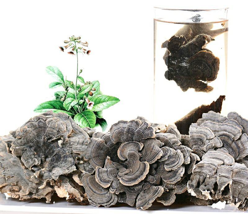 云灵芝中药材长白山云芝干云芝干净无杂泡水炖汤包邮