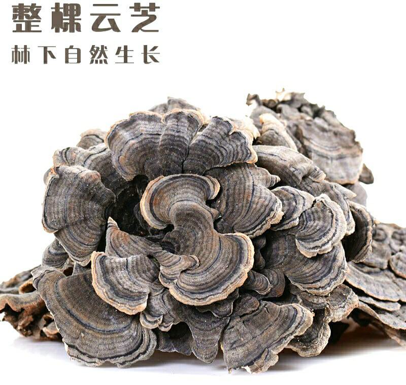 云灵芝中药材长白山云芝干云芝干净无杂泡水炖汤包邮