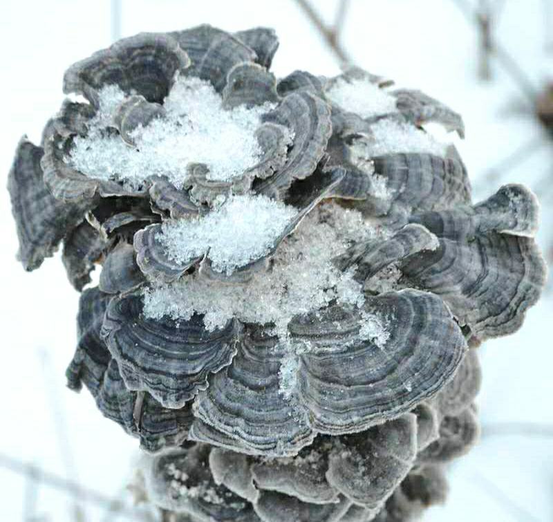 云灵芝中药材长白山云芝干云芝干净无杂泡水炖汤包邮