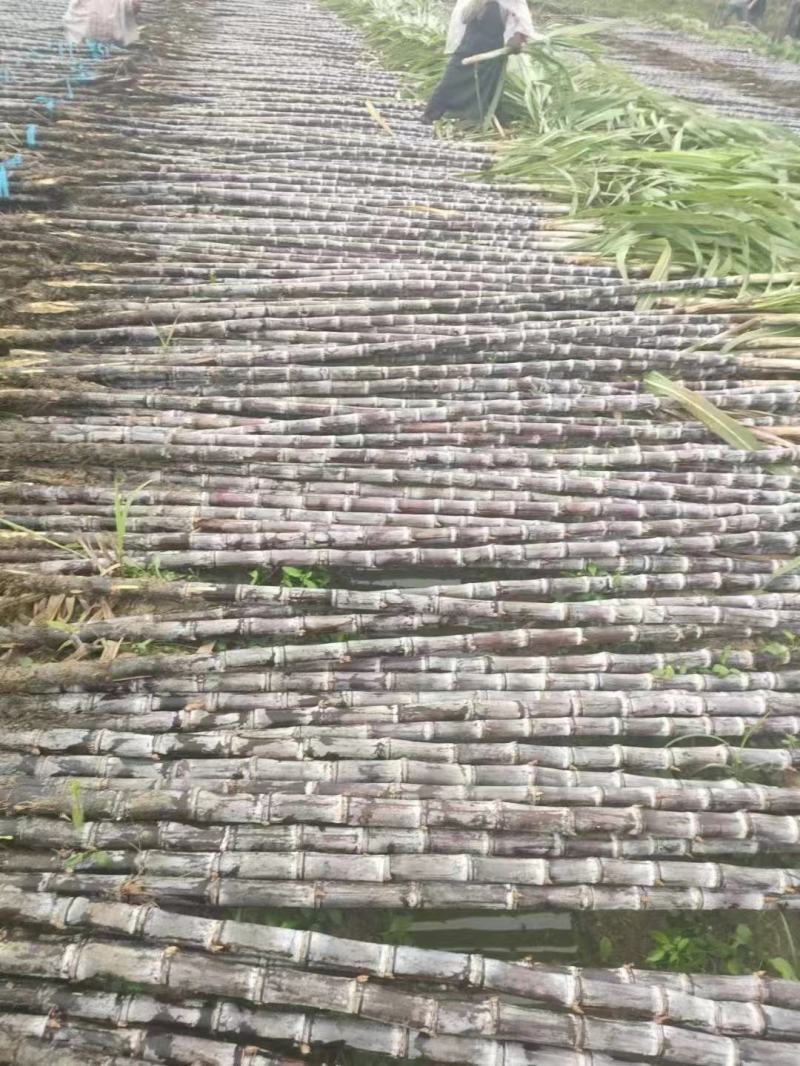 （精品）广西黑皮甘蔗大量上市中，物美价廉！！！