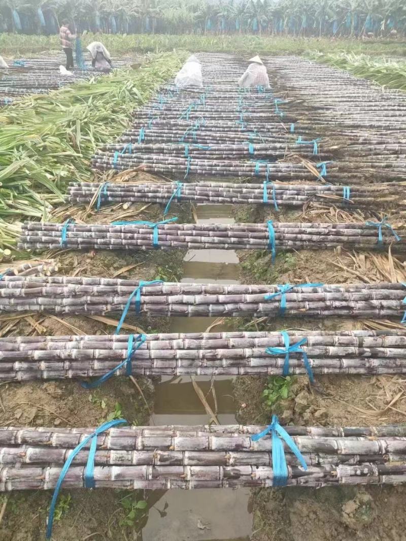 （精品）广西黑皮甘蔗大量上市中，物美价廉！！！