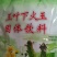 广东凉茶，夏桑菊，玉叶下火王没包净含量180克