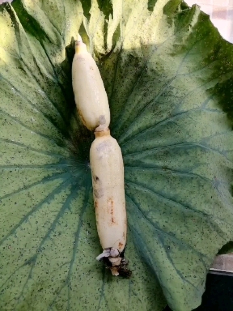 水果甜菜藕又嫩又甜又脆，散装真空包装大量供应