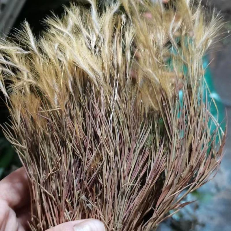 【金丝草】毛毛草一手货源价格实惠品质保证量大从优