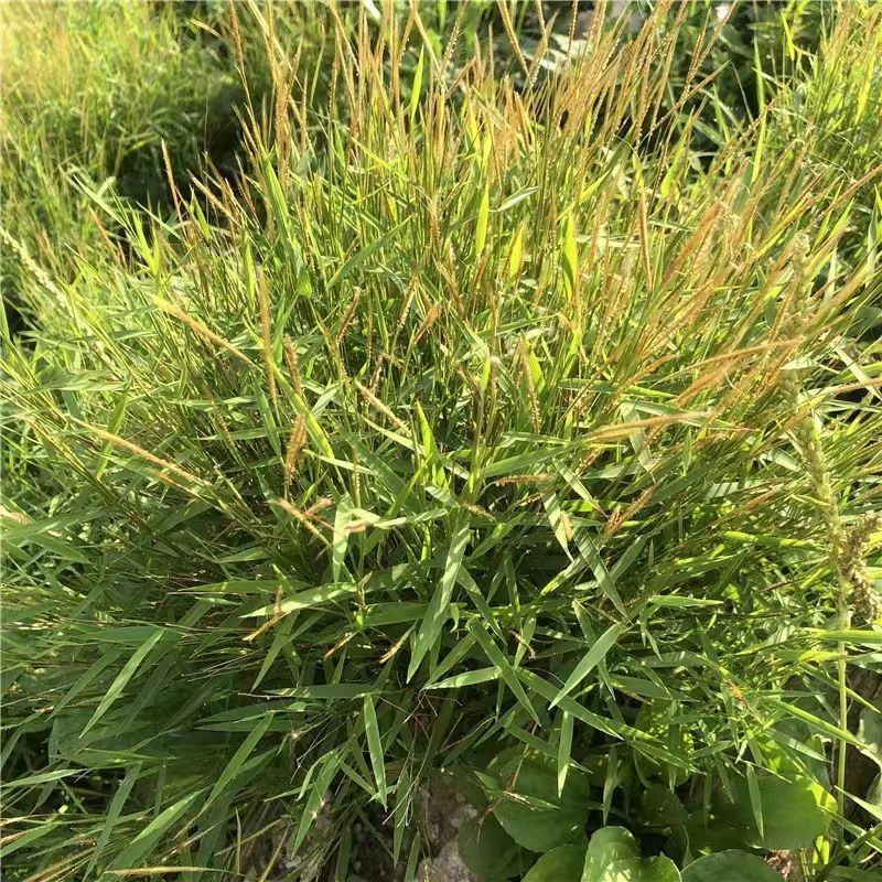 【金丝草】毛毛草一手货源价格实惠品质保证量大从优